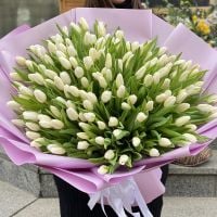 Білі тюльпани (151 шт)