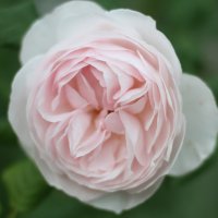 Как в домашних условиях вырастить розу из черенка