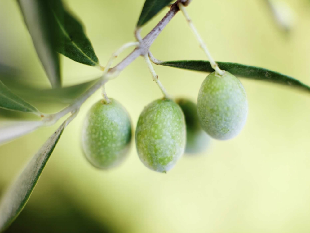 Оливковое дерево 