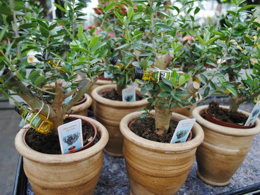 Размножение оливкового дерева 